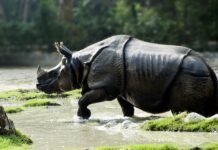 दोस्ती औऱ विश्वासघात -एक गैंडे की सच्ची मित्रता