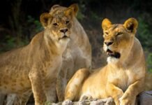 एक रात बब्बर शेरों के साथ